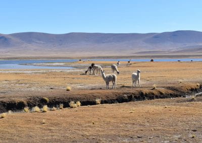 Llamas by a stream