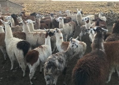 Llamas in the field